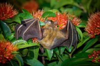 Kalon ramenaty - Cynopterus brachyotis - Lesser Short-nosed Fruit Bat o4450